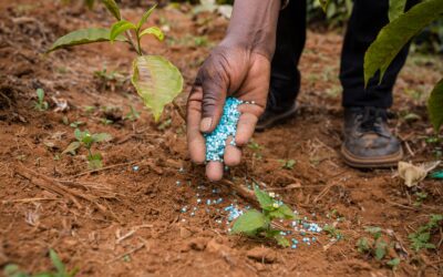 What kind of fertilizer should I use in my garden?